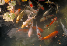Carpes Koi