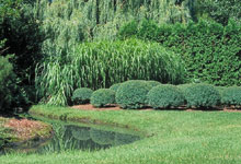 Perfectly trimmed shrubs, in the Japanese Garden in Montral. Photo : Michel Lambert