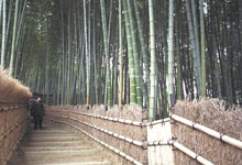 Des bambous dans un jardin japonais,  Kyto. Photo : Sophie Lambert