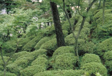 Une vue du jardin Hanbe,  Hiroshima. Photo : Claude Gagn