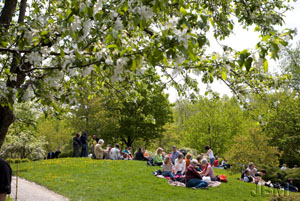 Picnic under the flowering crabapple trees, � Sandrine de Pas