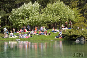 Picnic under the flowering crabapple trees, �  Sandrine de Pas