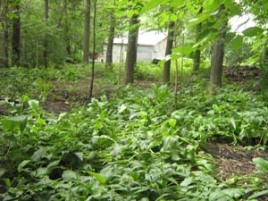 Anthrisque des bois  APR�S