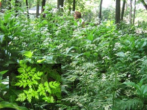 Anthrisque des bois  AVANT