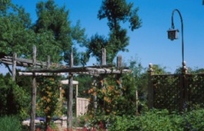 Bird-friendly garden
