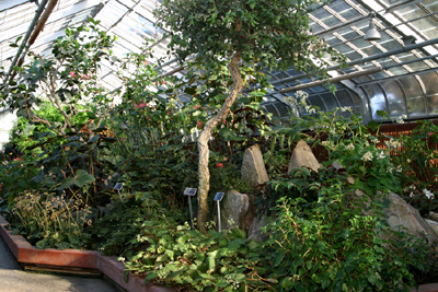 Begonias and Gesneriads Greenhouse