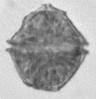 Gonyaulax