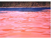 Mar�e rouge caus�e par les algues unicellulaires de type dinoflagell�s, du m�me groupe que les algues qui causent la bioluminescence.  Cette mar�e peut �tre toxique pour les poissons et les autres organismes marins. Photo: Mario Cappadocia