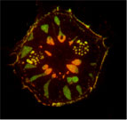 Scintillons de Gonyaulax