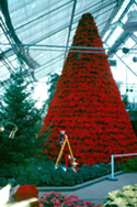L'arbre de No&euml;l en poinsettias dans la Grande Serre d'exposition, 1993