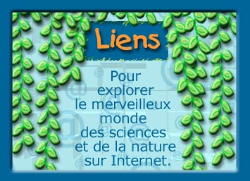 Liens