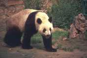 panda