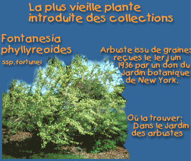 La plus vieille plante introduite des collections : Fontanesia