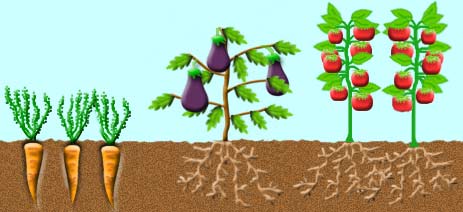 Le jardinet de l&eacute;gumes
