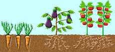 Jolis l�gumes