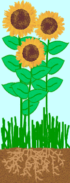 tournesols
