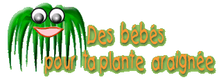Des bébés pour ta plante araignée