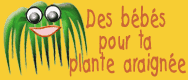 Des b�b�s pour ta plante araign�e