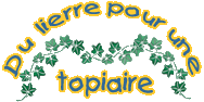 Du lierre pour une topiaire