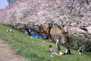 Pique-nique : photo de The Japan Forum : http://www.tjf.or.jp/eng/indexe/indexe.htm