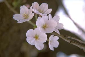 Fleurs de cerisier
