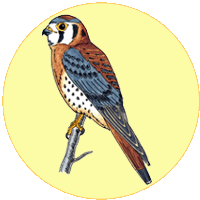 La cr�cerelle d'Am�rique