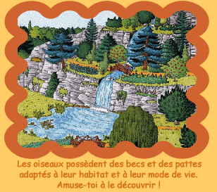 Becs et pattes