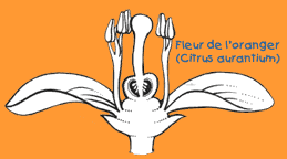 Fleur d'oranger