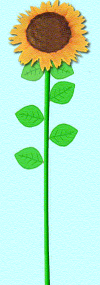 tournesol