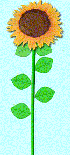 Le tournesol