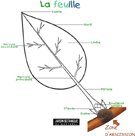 Clique sur la feuille pour bien en voir ses parties