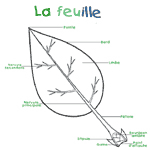 La feuille