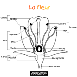 Les parties de la fleur