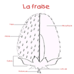 La fraise