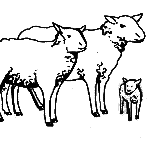 La famille de mouton