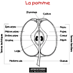 La pomme
