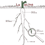 La racine