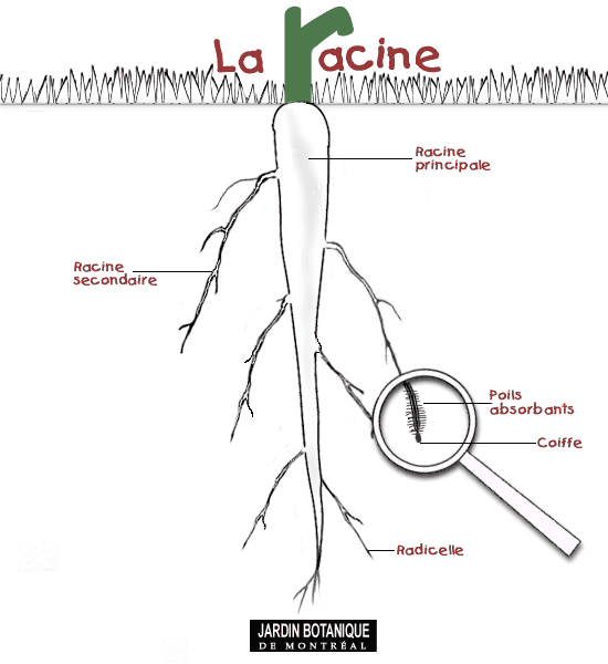 Les parties de la racine coloriage (Jrdin des jeunes branchés)[Jardin botanique de Montréal]