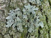 lichen, � Jardin botanique de Montr�al (Pascale Maynard)
