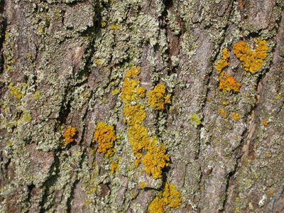Lichen, � Jardin botanique de Montr�al (Pascale Maynard)