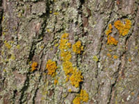 lichen, � Jardin botanique de Montr�al (Pascale Maynard)