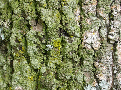Lichen, � Jardin botanique de Montr�al (Pascale Maynard)
