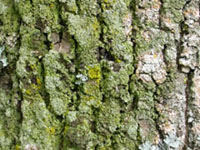 lichen, � Jardin botanique de Montr�al (Pascale Maynard)