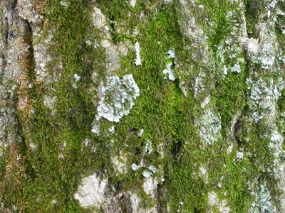 Mousse et lichen � Jardin botanique de Montr�al (Pascale Maynard)