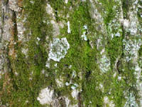 Mousse et lichen, � Jardin botanique de Montr�al (Pascale Maynard)