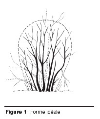 Taille d'entretien : Figure 1