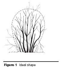 Maintenance pruning : Figure 1
