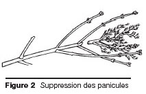 Supression des panicules : Figure 2