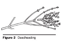 Deadheading : Figure 2