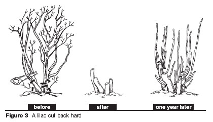 Rejuvenation pruning : Figure 3